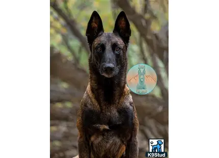 a belgian malinois dog standing in front of a tree