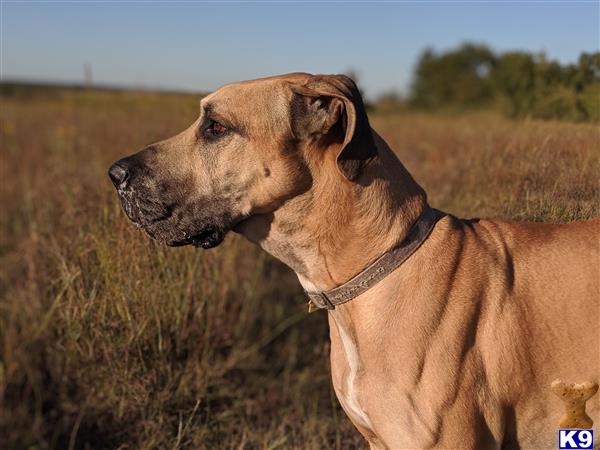 a great dane dog standing in a field