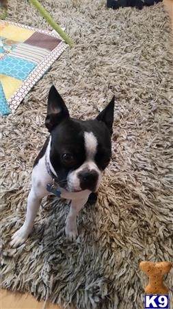 a boston terrier dog lying on a rug