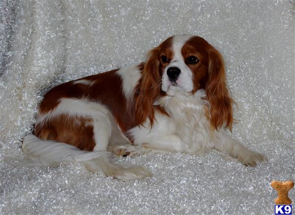 Cavalier King Charles Spaniel