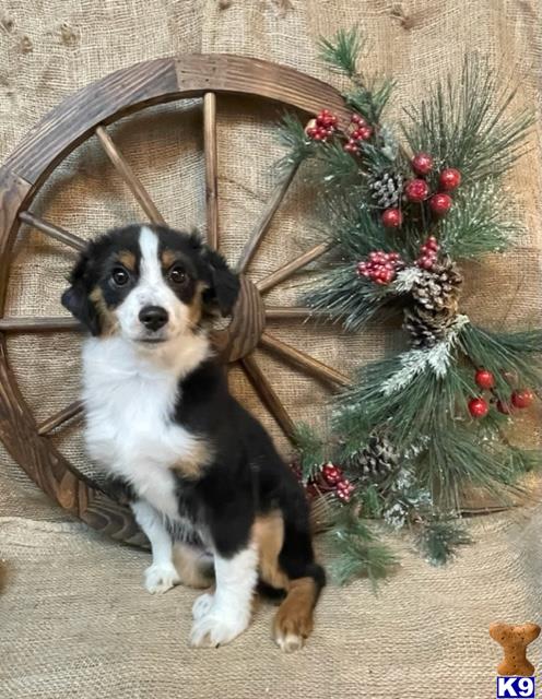 a miniature australian shepherd dog sitting next to a wreath