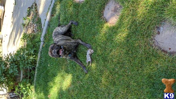 a bullmastiff dog lying on grass