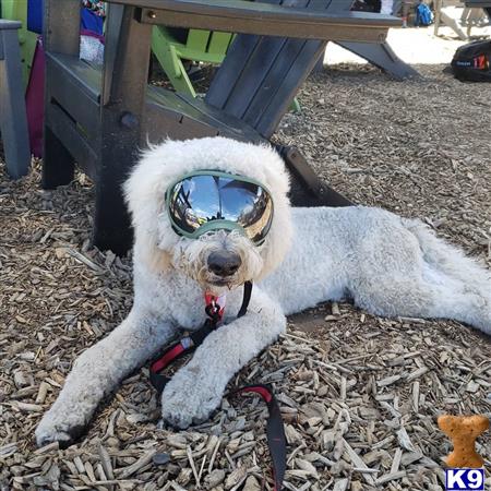 a goldendoodles dog wearing goggles