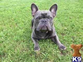 a french bulldog dog running in the grass