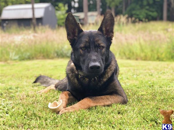 a german shepherd dog lying in the grass