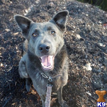 a german shepherd dog with its mouth open