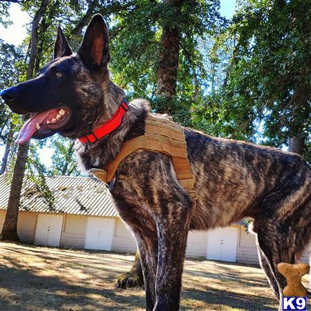 a german shepherd dog standing outside