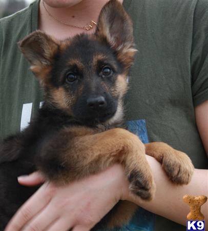a person holding a german shepherd dog