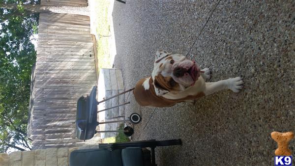 a english bulldog dog lying on the ground