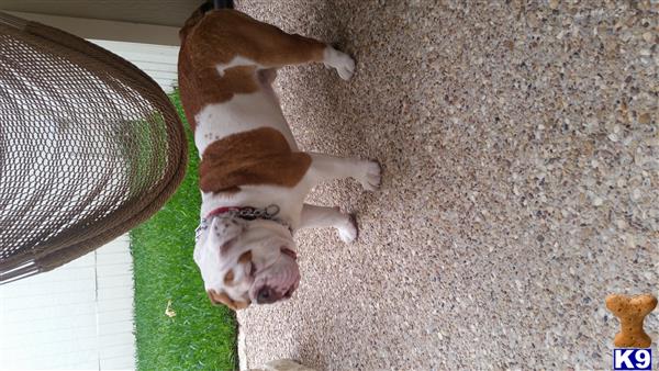 a english bulldog dog lying on the ground