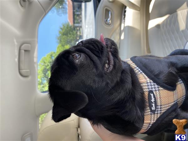 a pug dog in a car