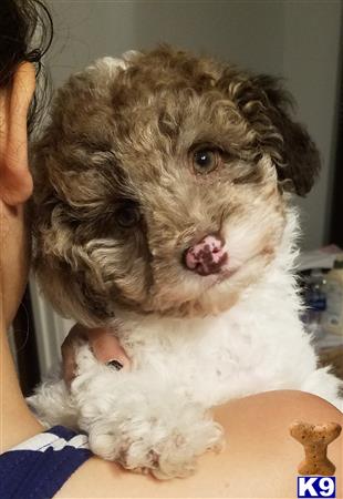 a poodle dog with a human hand