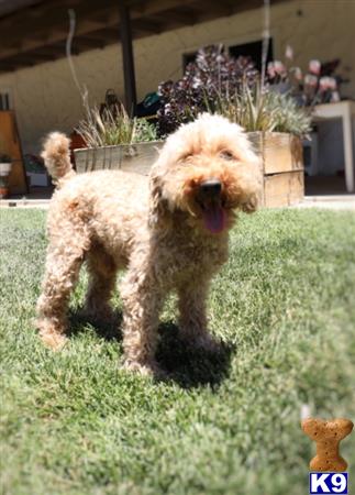 a poodle dog standing on grass