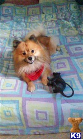 a pomeranian dog lying on a bed