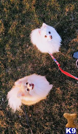 a group of white rodents on a red leash on grass