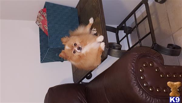 a pomeranian dog lying on a chair