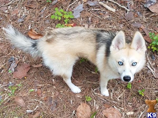 a white and black siberian husky dog