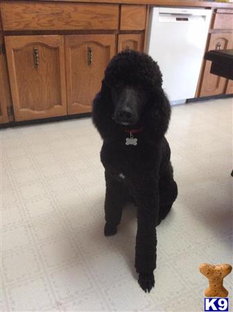 a black poodle dog sitting on a white floor