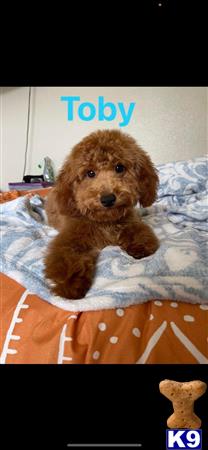 a poodle dog sitting on a bed