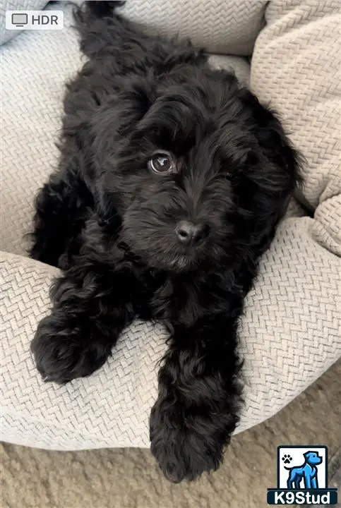 a black maltipoo dog lying on a couch