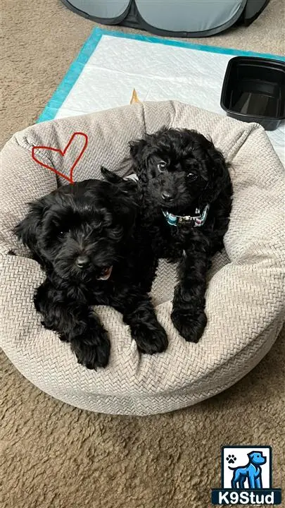 two maltipoo dogs lying on a maltipoo dog bed