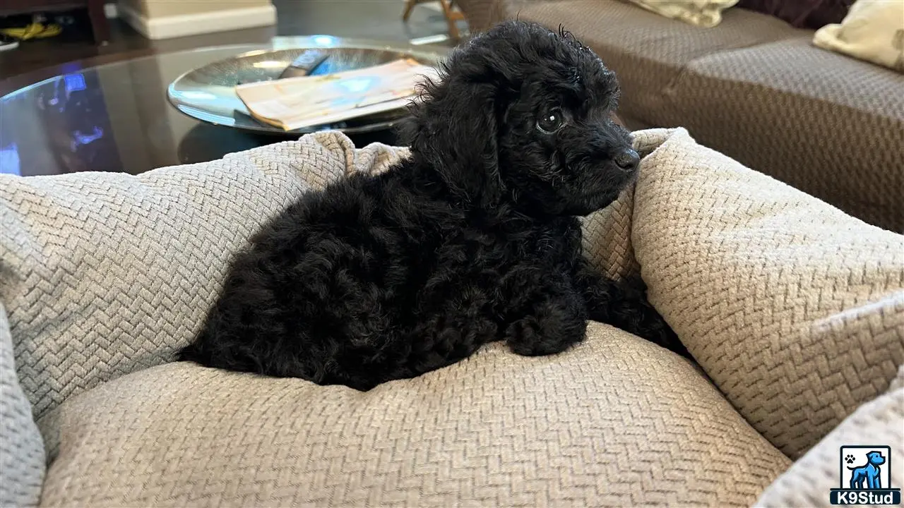 a black maltipoo dog on a couch
