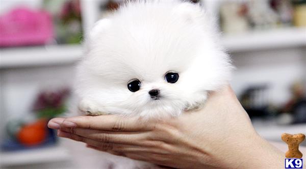 Pomeranian Puppy for Sale: Poshfairytail Teacup Pomeranian - Snow White ...