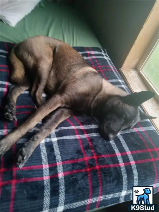 Belgian Malinois