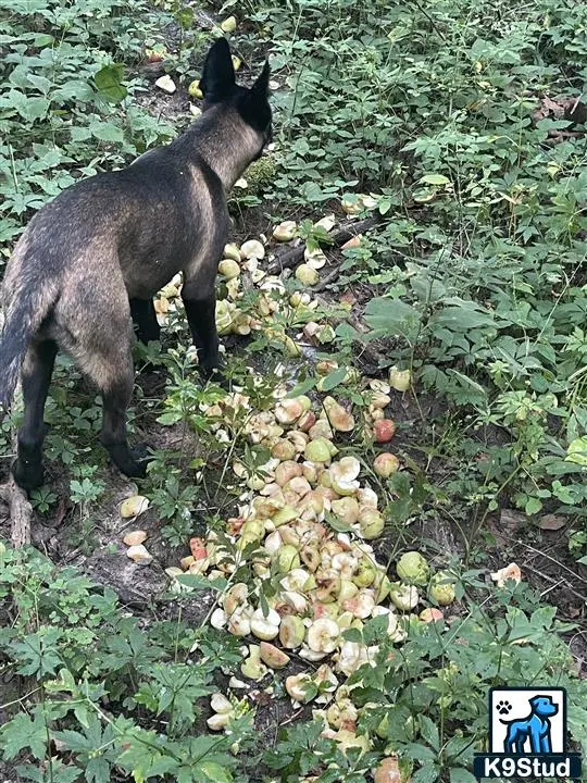 Belgian Malinois female dog