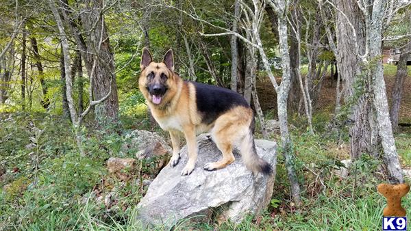 a german shepherd dog standing on a log in the woods