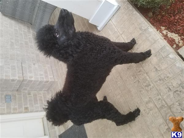 a black poodle dog lying on a rug
