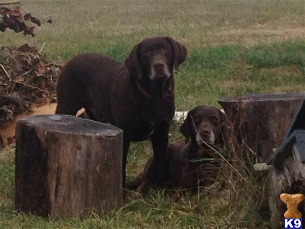 a labrador retriever dog and two labrador retriever puppies