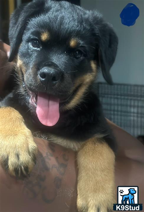 a rottweiler dog with its tongue out
