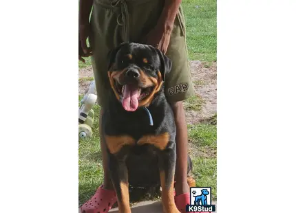 a rottweiler dog sitting on the ground