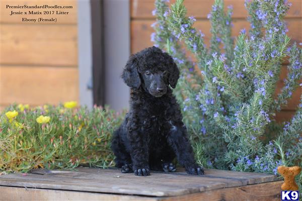a black poodle dog sitting on a wood deck in front of a flower bush