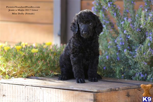 a black poodle puppy on a wooden surface