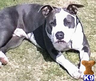 a american pit bull dog lying on the ground