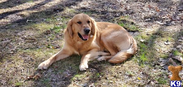 a golden retriever dog lying on the ground