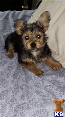 a small yorkshire terrier dog lying on a bed