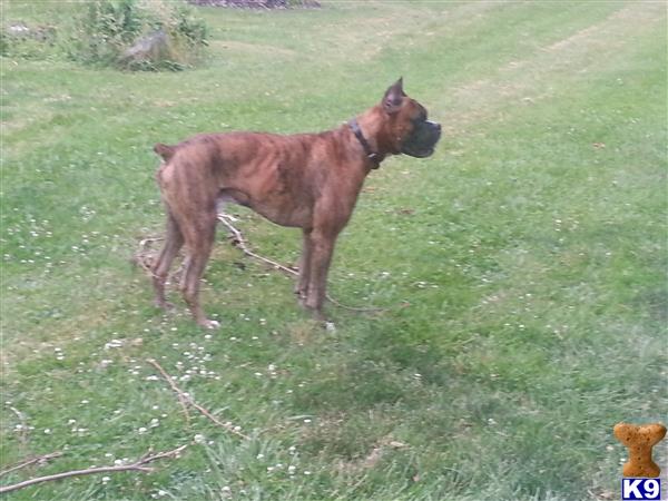 a boxer dog standing in a grassy area