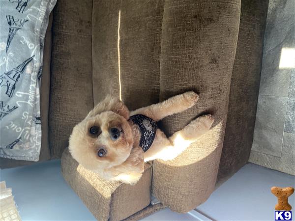 a poodle dog in a poodle dog bed