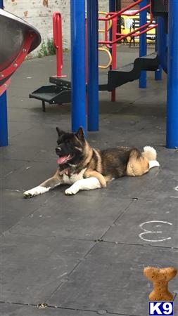 a akita dog lying on the ground