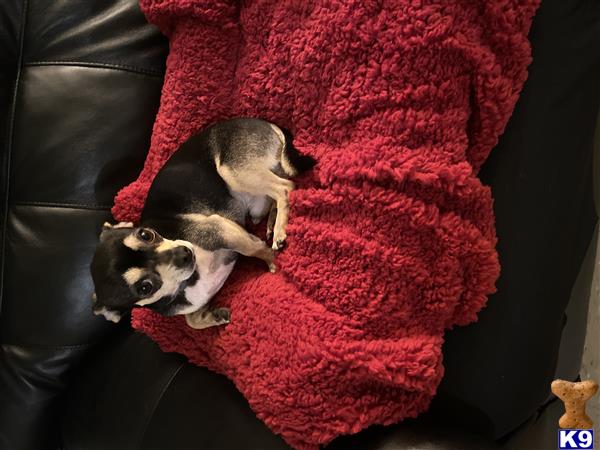 a chihuahua dog lying on a blanket