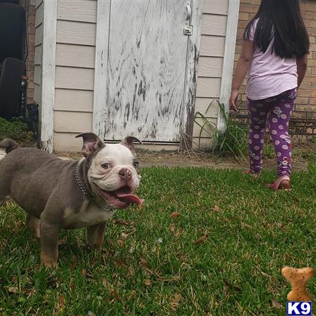 a english bulldog dog standing in grass