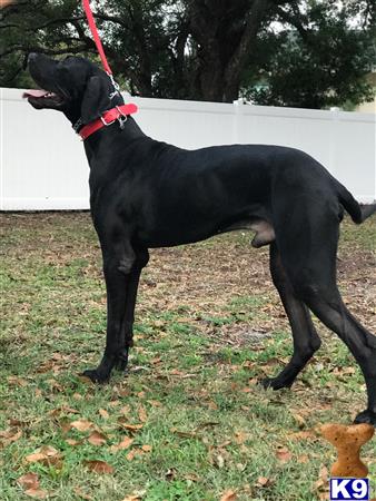 a black great dane dog with a red leash