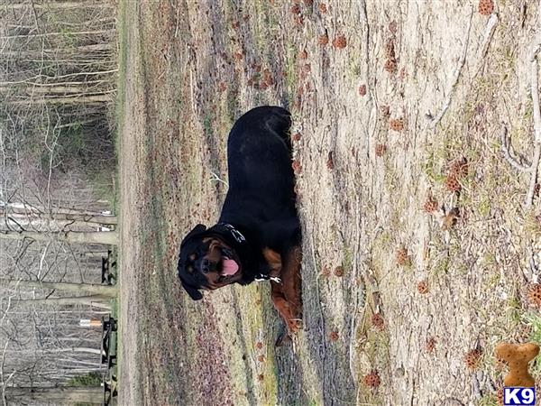 a rottweiler dog in a tree