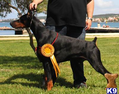a doberman pinscher dog with a leash