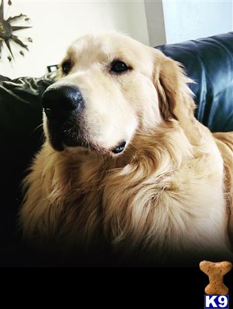 a golden retriever dog sitting on a couch