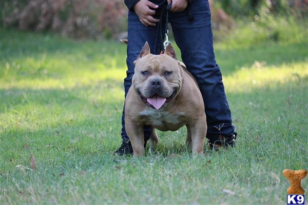 a american bully dog running in a grassy area