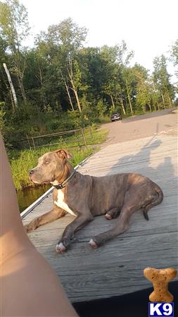 a american pit bull dog sitting on a sidewalk